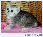 Британские котята вискас из питомника VIVIAN.