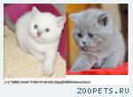 Британские котята - лиловая классика и эксклюзив - лилак-поинт!