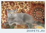 Отдам британскую взрослую кошку