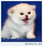 Британские Серебристые шинлиллы с изумрудными и синими глазами!