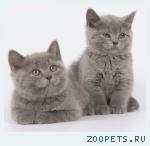 Британские котята