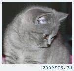 Британская кошечка голубого окраса