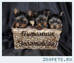 Купить Йоркширского терьера. Йорки Щенки Мини и Стандарт