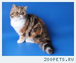 Продаю котят.