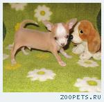 ЧИХУАХУА мини щенки