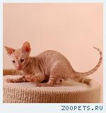 КОРНИШ-РЕКС кудрявые котята