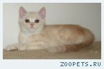 Шотландский котик