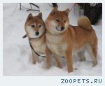  сиба щенок