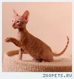 КОРНИШ-РЕКС кудрявые котята