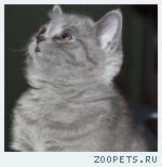 Британская кошечка голубого окраса