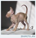 КОРНИШ-РЕКС кудрявые котята