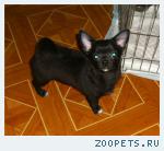 продаю подрощенных щен.чихуа