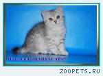 Британские котята из питомника Daryacats