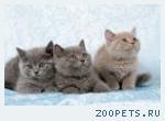 Британские котята