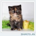 Котята - ЭКЗОТЫ