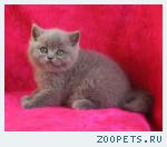клубные котята питомника"sweettoy"