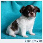 Чихуахуа  красивые мальчишки