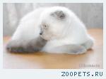 Котята шотландские фолд блю-поинт окраса.