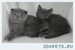 Шотландские котята
