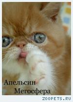 Экзотические короткошерстные котята