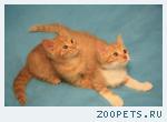 Сибирские котята