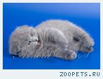 Шотландские короткошерстные котята