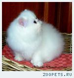 персидские котята