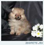 Померанского шпица щенки