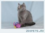 Котята шотландские плюшевые голубого окраса.