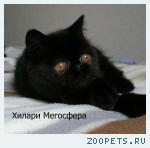 Черные плюшевые экзоточки