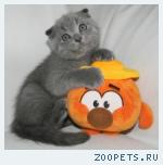 Шотландские котята и Хайленд