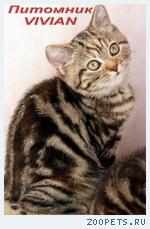 Британские мраморные котята из питомника VIVIAN.