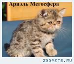 Мраморные плюшевые экзоты