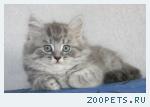 Шотландские котята и Хайленд