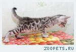 Бенгальские котята серебро