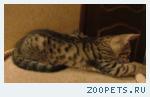 Бенгальские котята