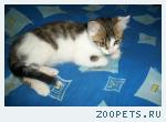 Найден Котёнок