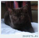 Британские котята шоколадные девочки и котики колор-поинты
