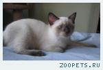 Британские котята шоколадные девочки и котики колор-поинты