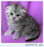 Шотландские котята и Хайленд