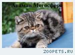 Экзотические короткошерстные котята