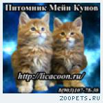 Мейн Кун - Котята!