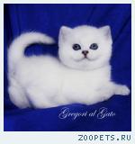 Британские котята Серебристые шиншиллы шоу-класс