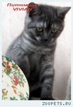 Британские дымные котята из питомника VIVIAN.