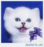 Британские серебристые шиншиллы - плюшевые синеглазки