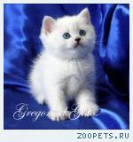 Британские серебристые шиншиллы - плюшевые синеглазки