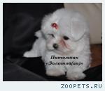 Мальтийская болонка - мальтезе. щенки   мини и стандарт