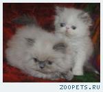 Продажа персидских котят