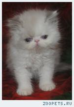 Персидские котята