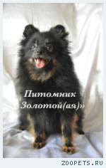 Померанские шпицы щенки редких окрасов